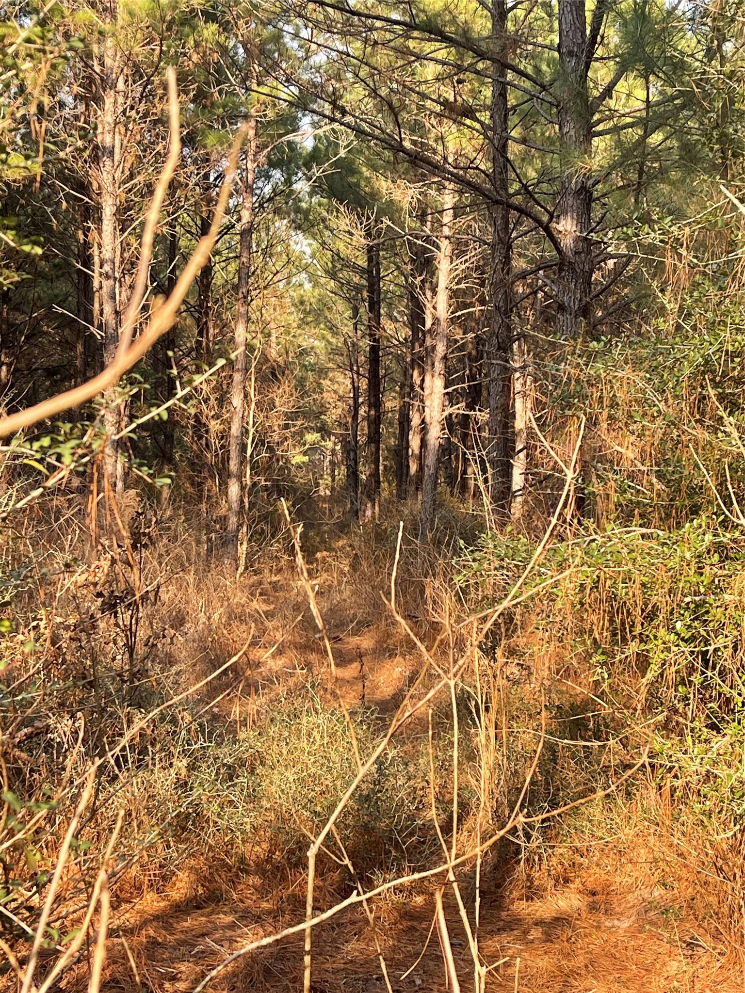 Na Kickapoo Road Groveton, TX 75845 - Photo 12 of 20