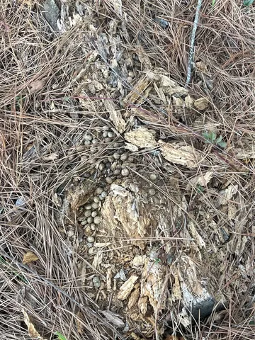 $115,000 | Na Kickapoo Road, Groveton, TX 75845