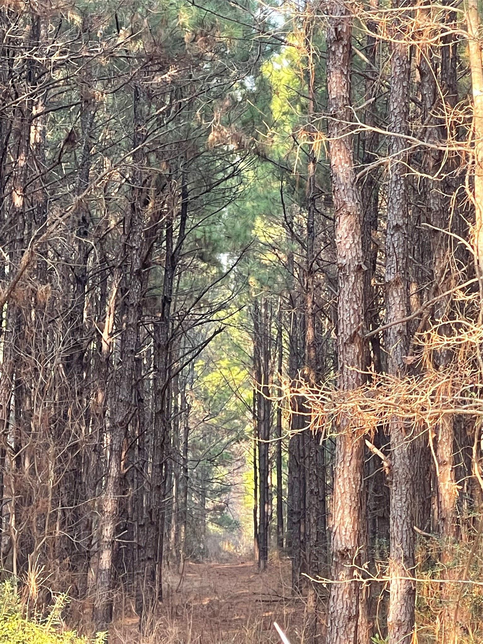 Na Kickapoo Road Groveton, TX 75845 - Photo 15 of 20 a view of a yard with plants and trees