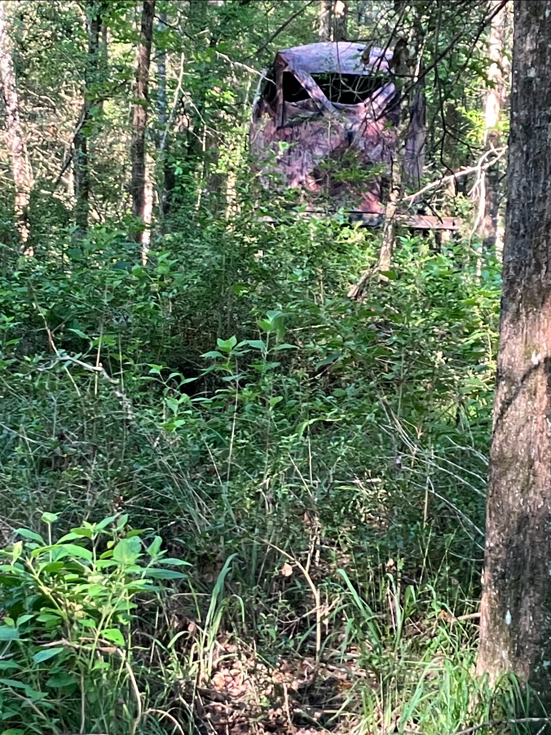 Na Kickapoo Road Groveton, TX 75845 - Photo 9 of 20 a view of a garden with plants