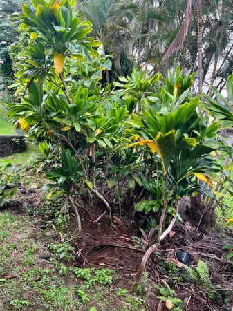 a backyard of a house