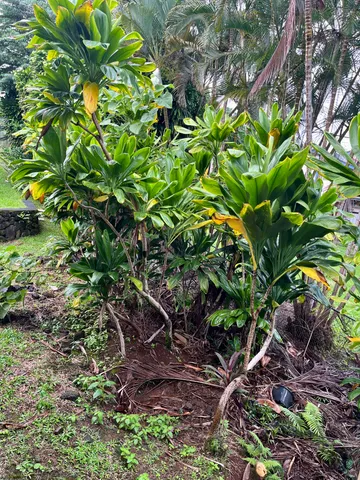 a backyard of a house
