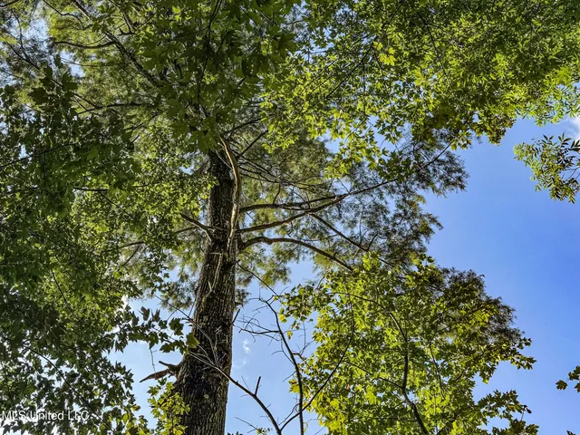 $779,000 | 278 278th, Marks, MS 38646