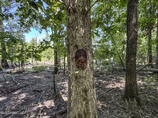 $779,000 | 278 278th, Marks, MS 38646