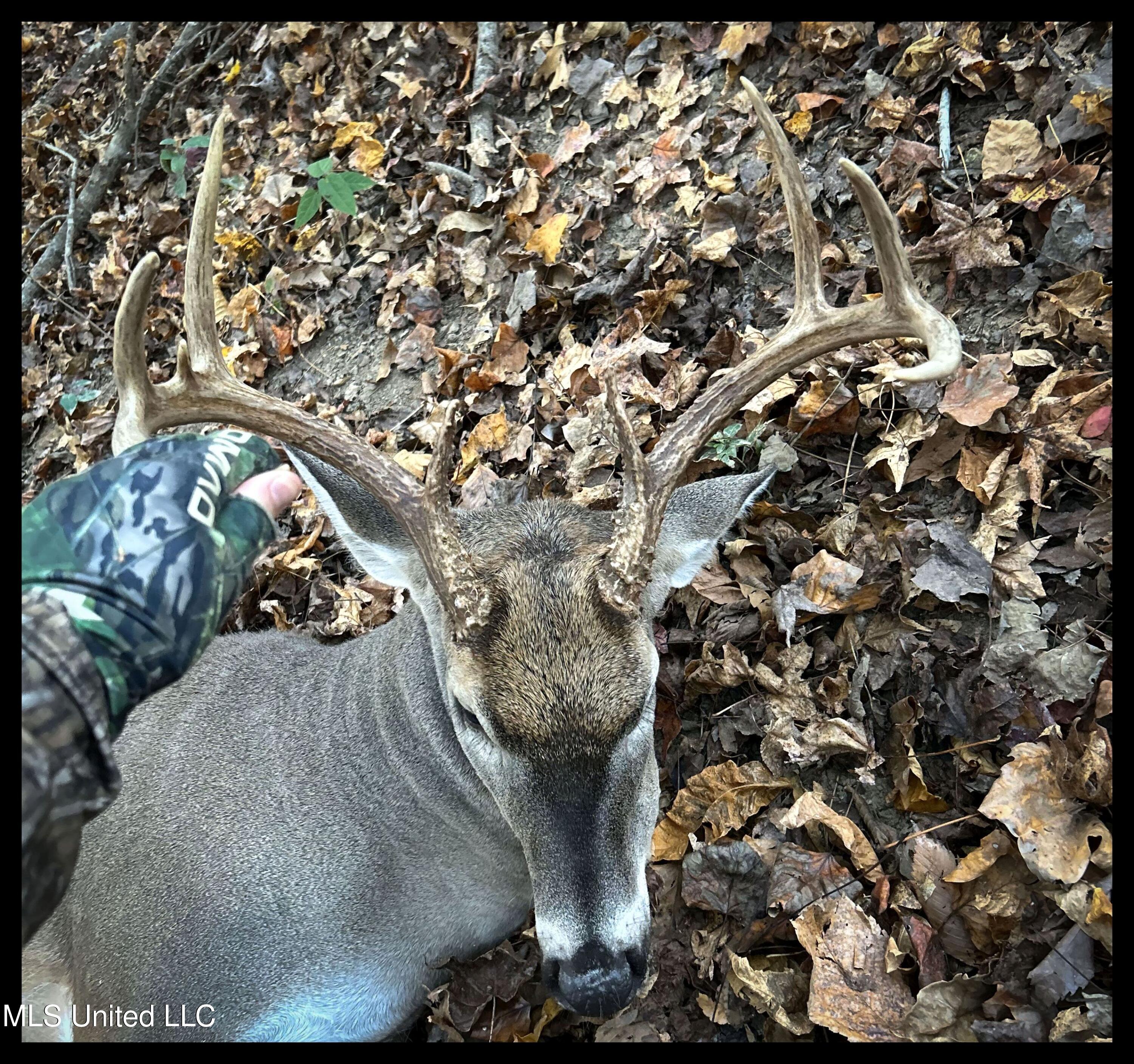 278 278th Marks, MS 38646 - Photo 18 of 125 bobo deerb