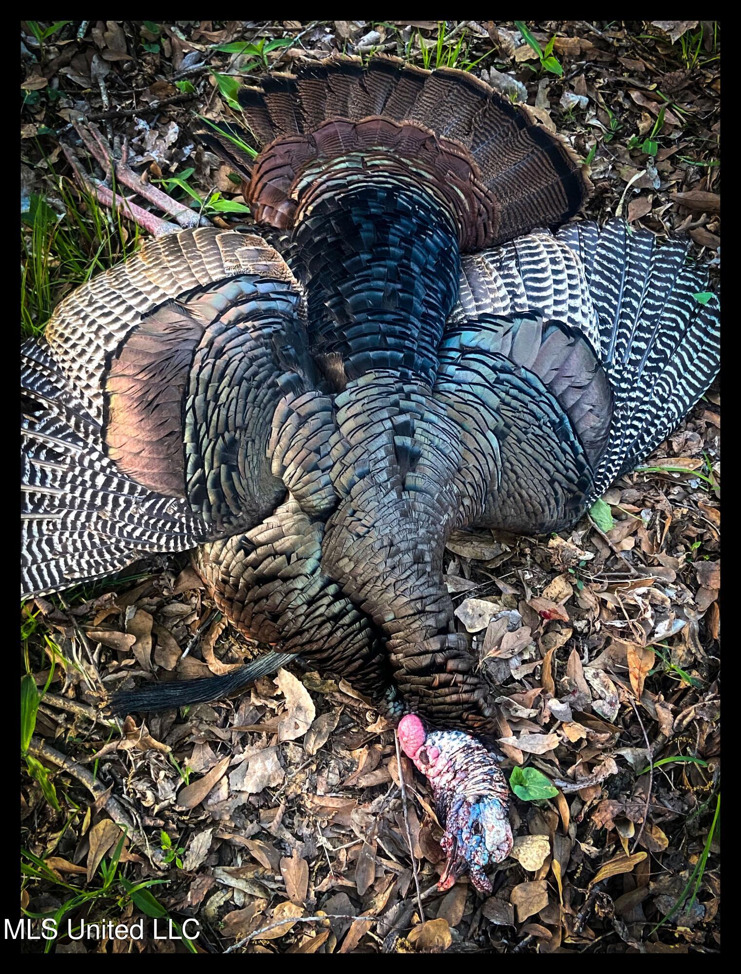 278 278th Marks, MS 38646 - Photo 23 of 125 bobo 143 turkey