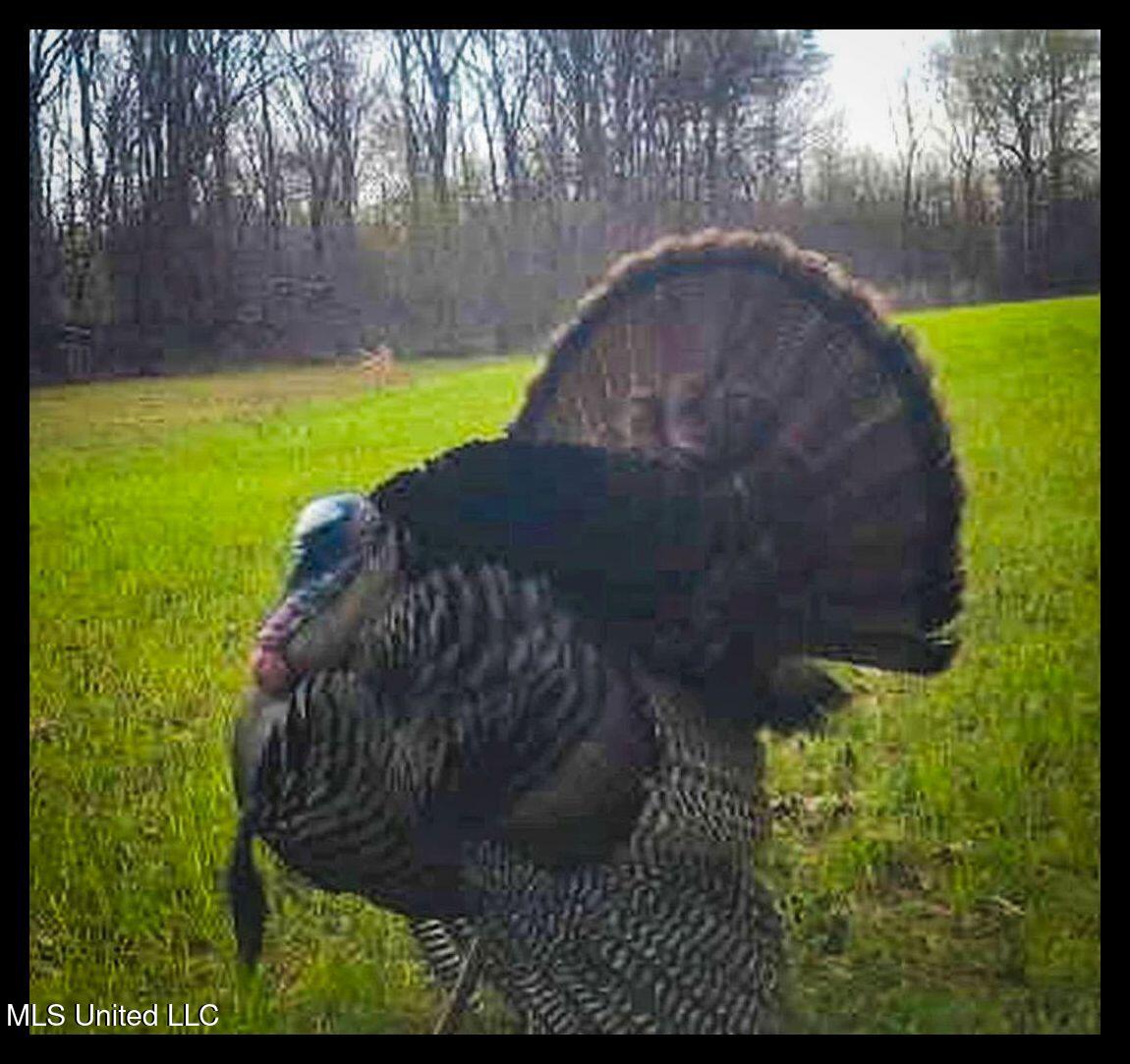 278 278th Marks, MS 38646 - Photo 27 of 125 IMG_1507c