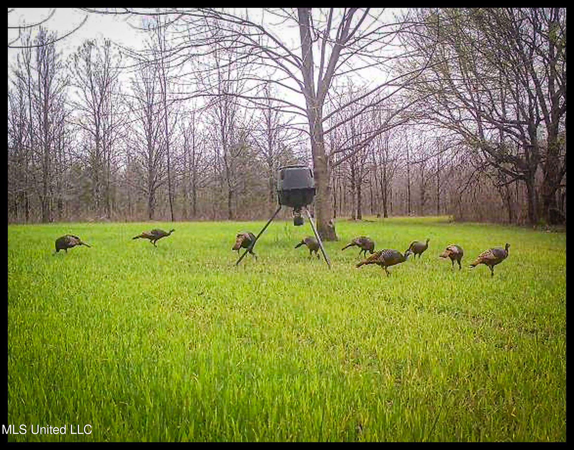 278 278th Marks, MS 38646 - Photo 29 of 125 IMG_4639b