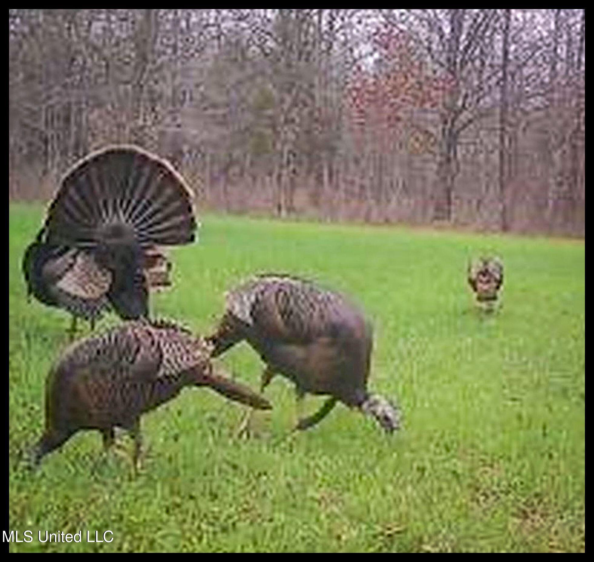 278 278th Marks, MS 38646 - Photo 31 of 125 IMG_4642c