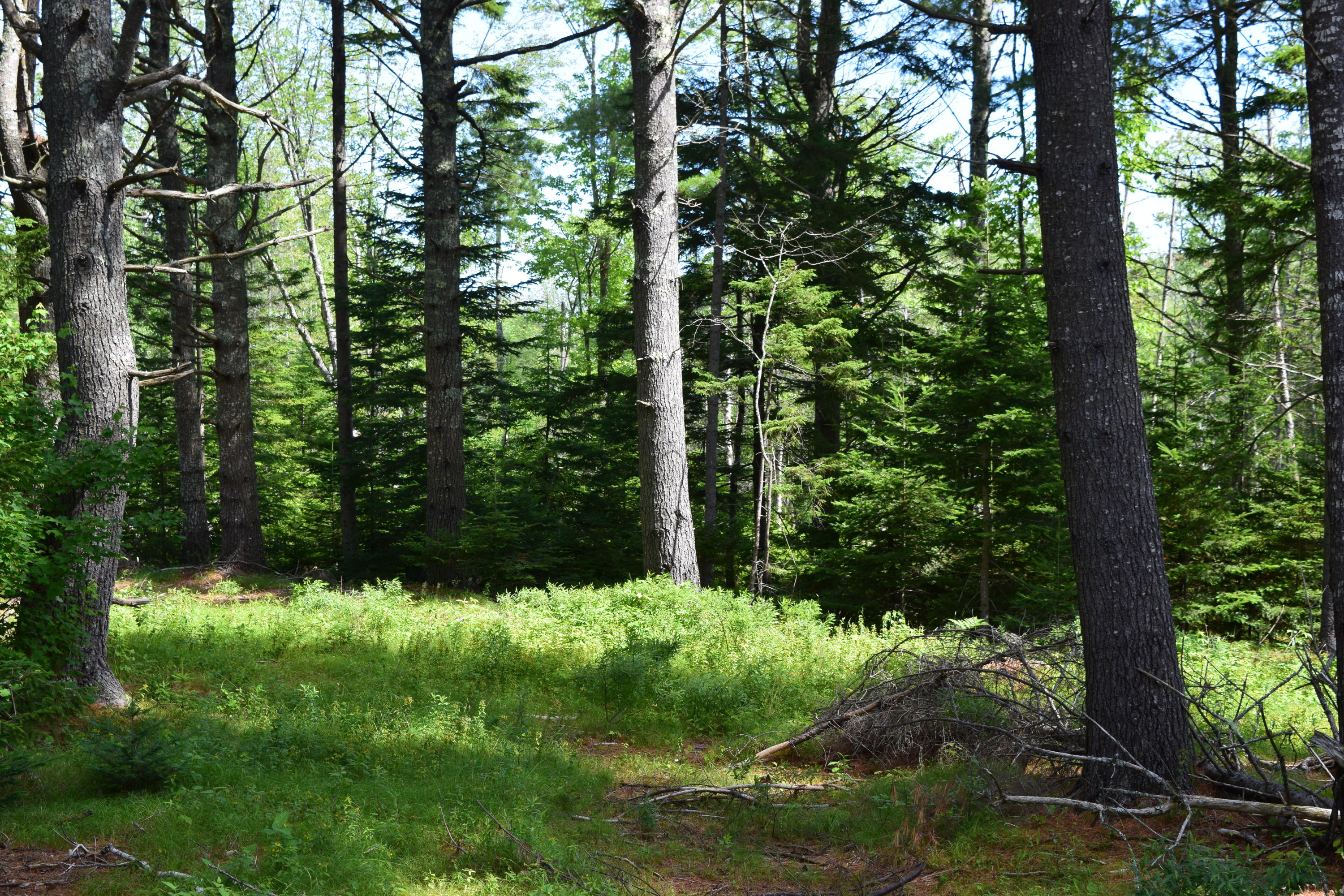 343 Gouldsboro Point Road Gouldsboro, ME 04607 - Photo 20 of 20 DSC_0020
