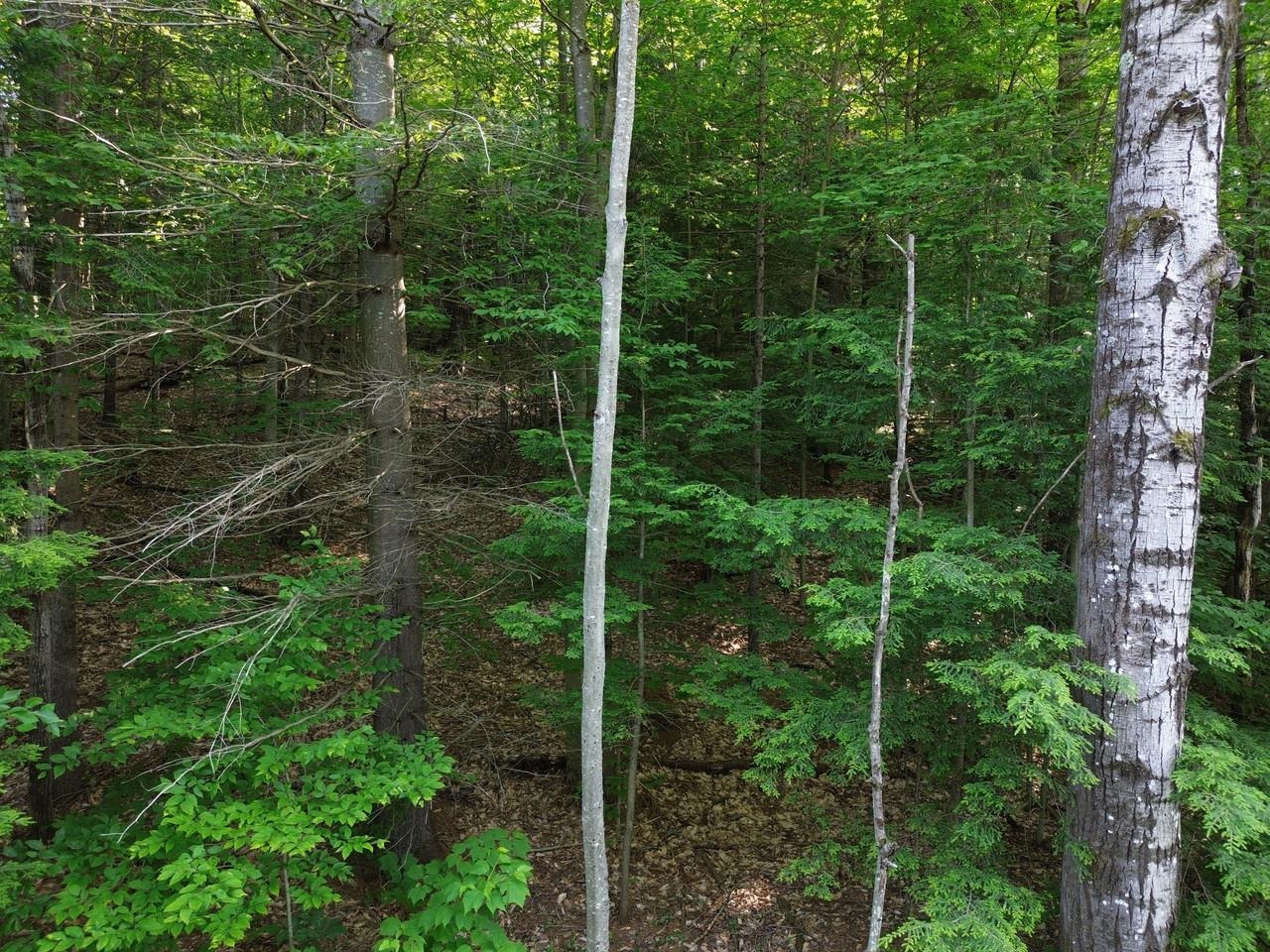 0 Old Carriage Road Waitsfield, VT 05673 - Photo 11 of 24