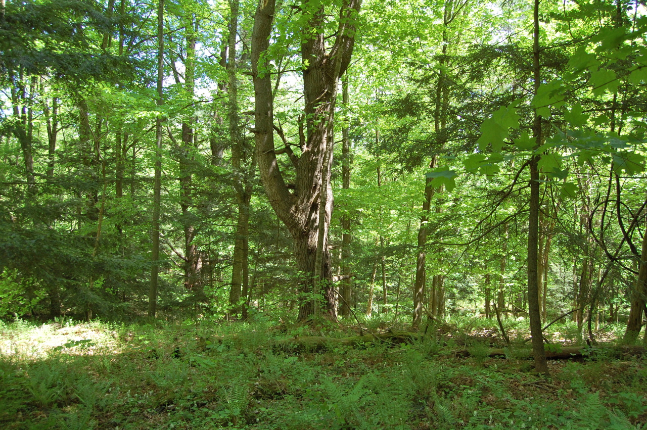 Lot #5-6 Silverbrook Road Sandisfield, MA 01255 - Photo 12 of 18 a view of a lush green forest