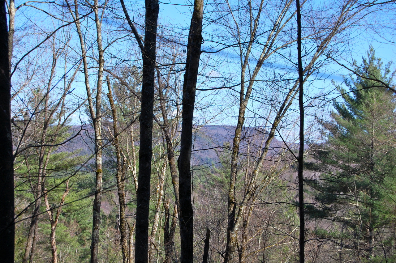 Lot #5-6 Silverbrook Road Sandisfield, MA 01255 - Photo 13 of 18 a view of forest