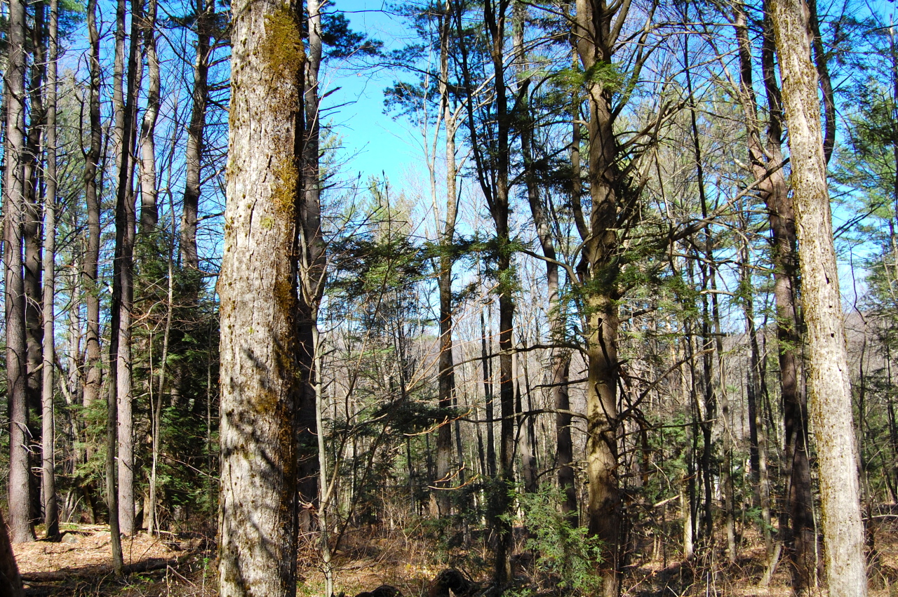 Lot #5-6 Silverbrook Road Sandisfield, MA 01255 - Photo 14 of 18