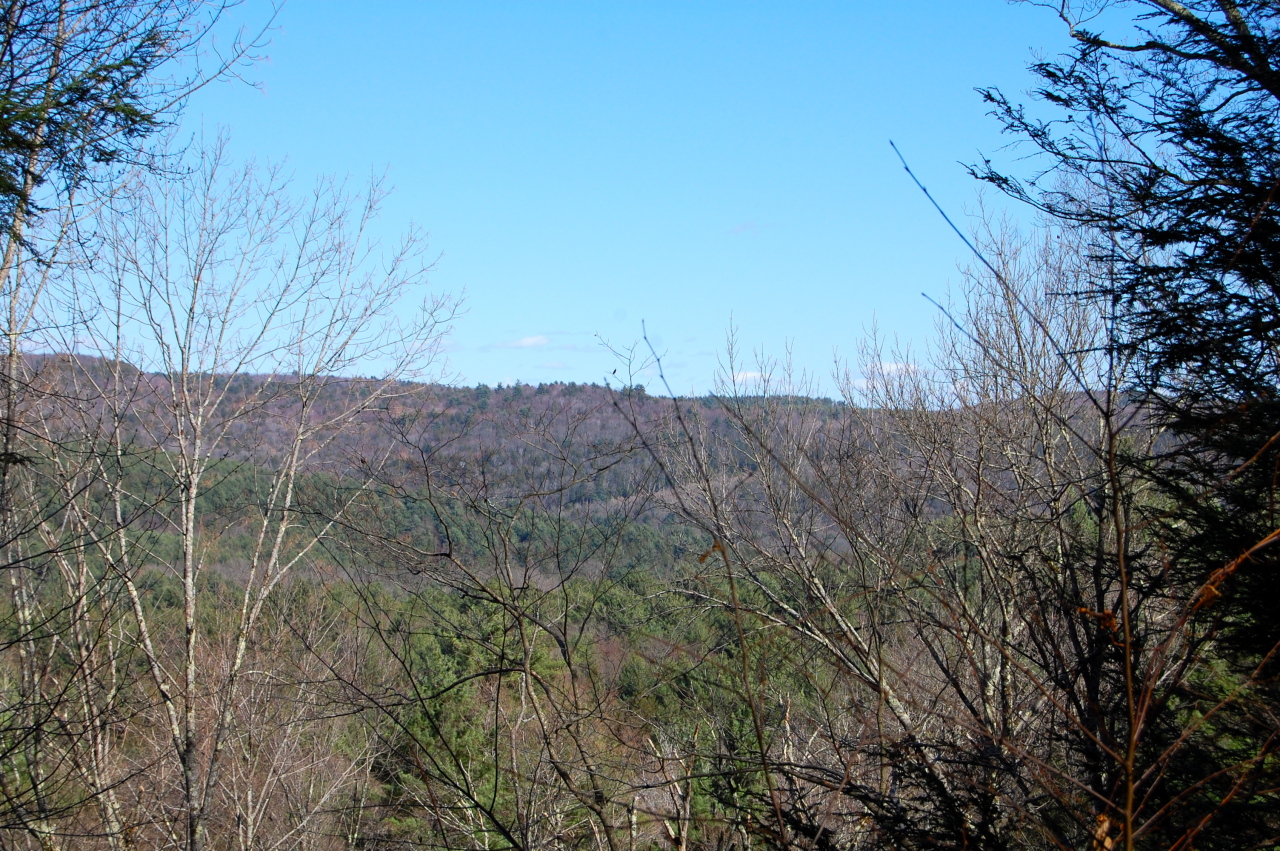 Lot #5-6 Silverbrook Road Sandisfield, MA 01255 - Photo 16 of 18 a view of a dry yard with trees