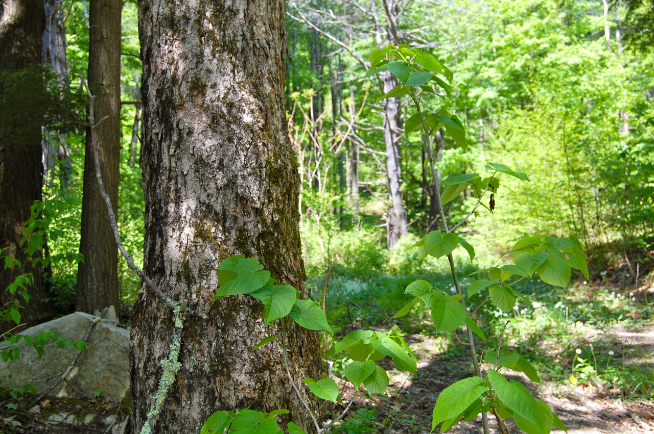 Lot #5-6 Silverbrook Road Sandisfield, MA 01255 - Photo 3 of 18 a backyard of a house with lots of trees