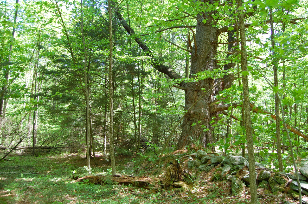 Lot #5-6 Silverbrook Road Sandisfield, MA 01255 - Photo 4 of 18 a view of a lush green forest