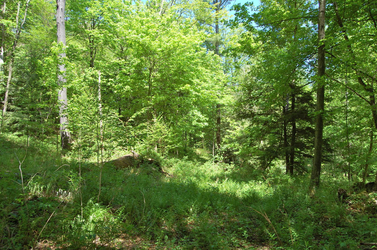 Lot #5-6 Silverbrook Road Sandisfield, MA 01255 - Photo 6 of 18 a view of a lush green forest