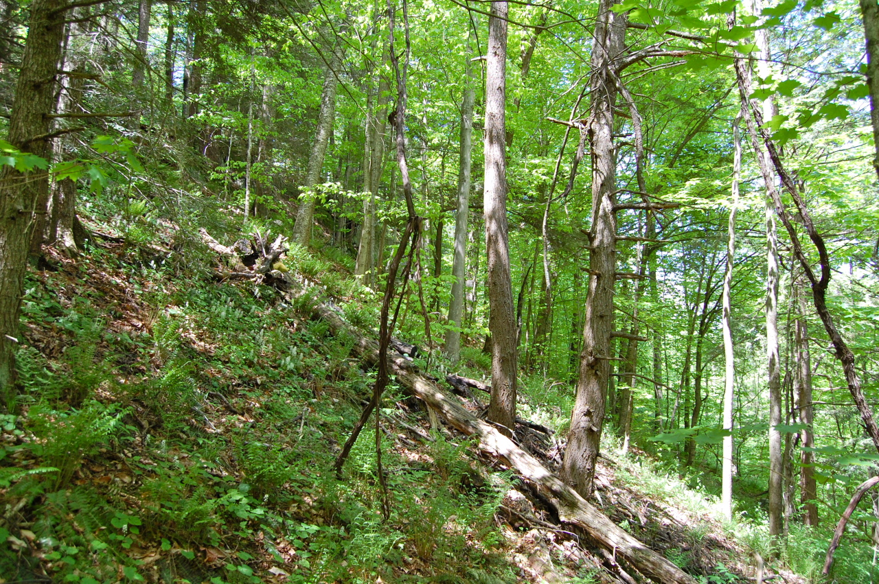 Lot #5-6 Silverbrook Road Sandisfield, MA 01255 - Photo 8 of 18 a view of a lush green forest