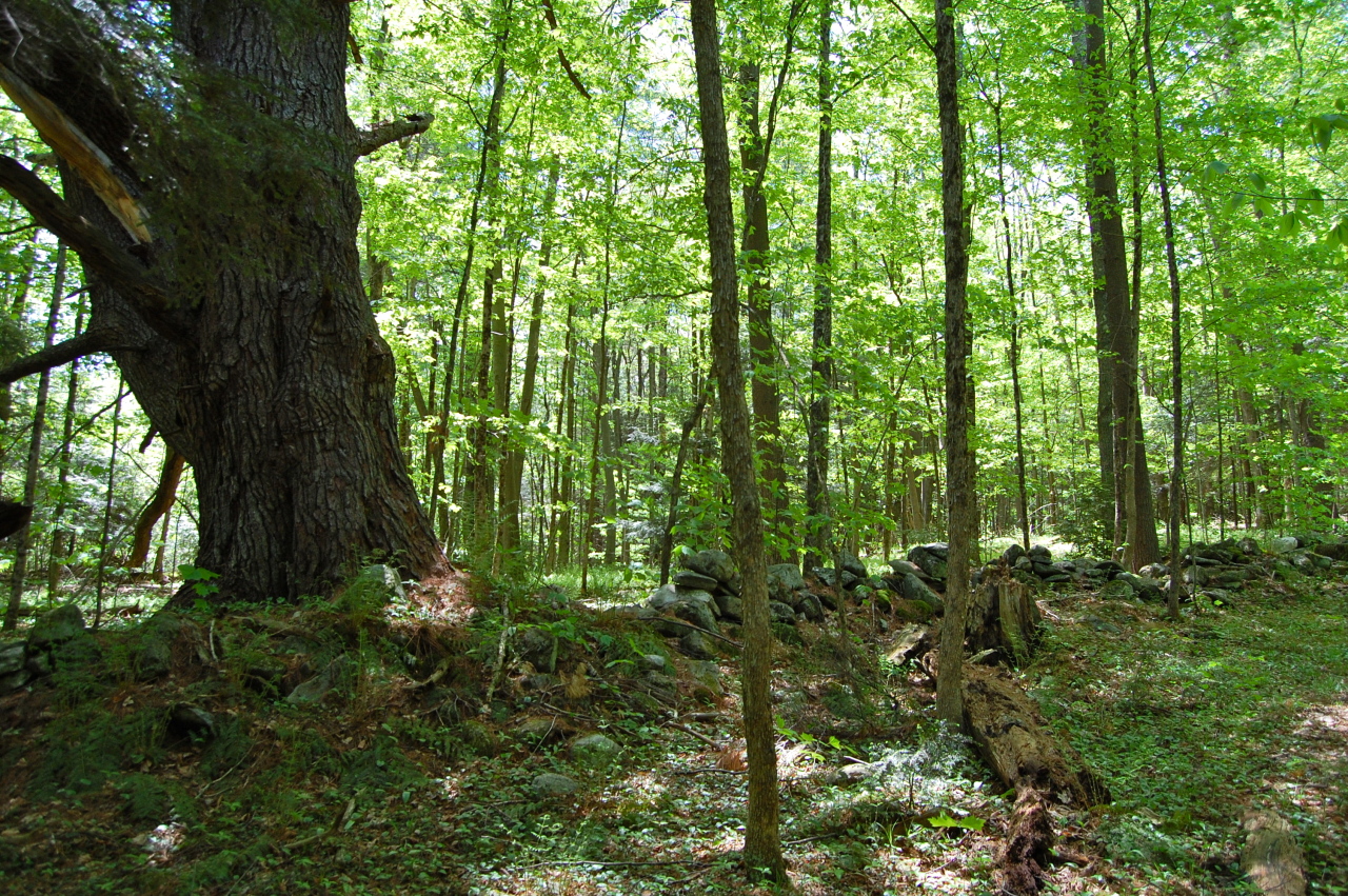 Lot #5-6 Silverbrook Road Sandisfield, MA 01255 - Photo 9 of 18 a view of a garden