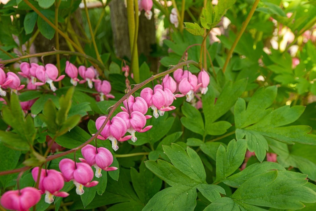 36 Wentworth Road Canton, MA 02021 - Photo 41 of 42 a view of a flower