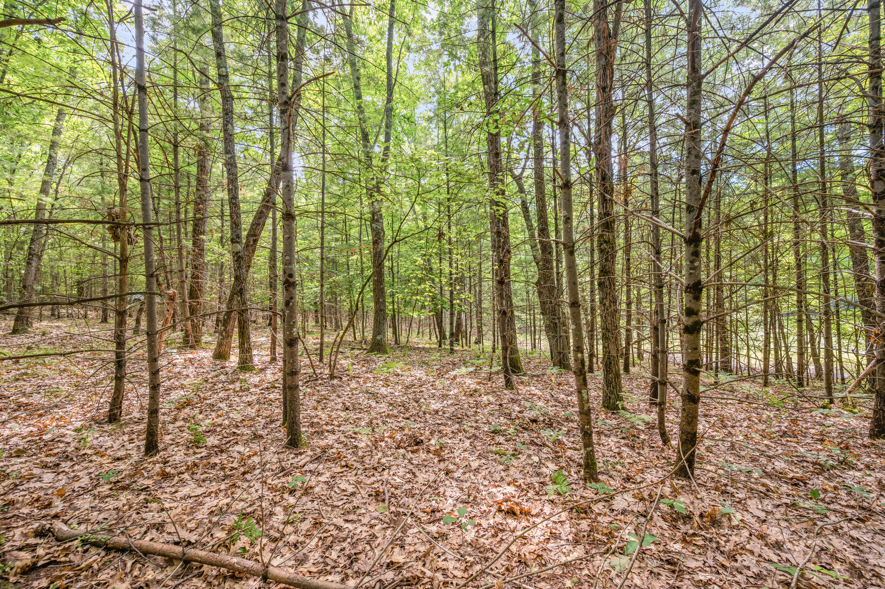 15 West 12 Mile Road Irons, MI 49644 - Photo 6 of 32 Lot15-12MileRd-Irons-14