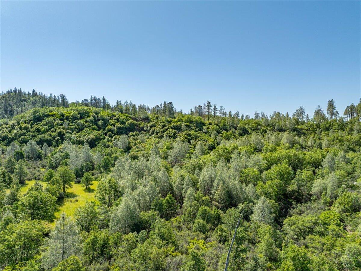 Melton Road Bella Vista, CA 96008 - Photo 12 of 14 a view of a large trees with green field in front of it