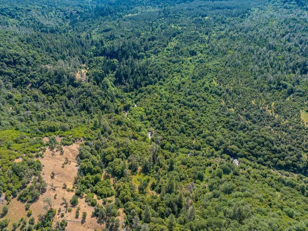 a view of a forest with a tree