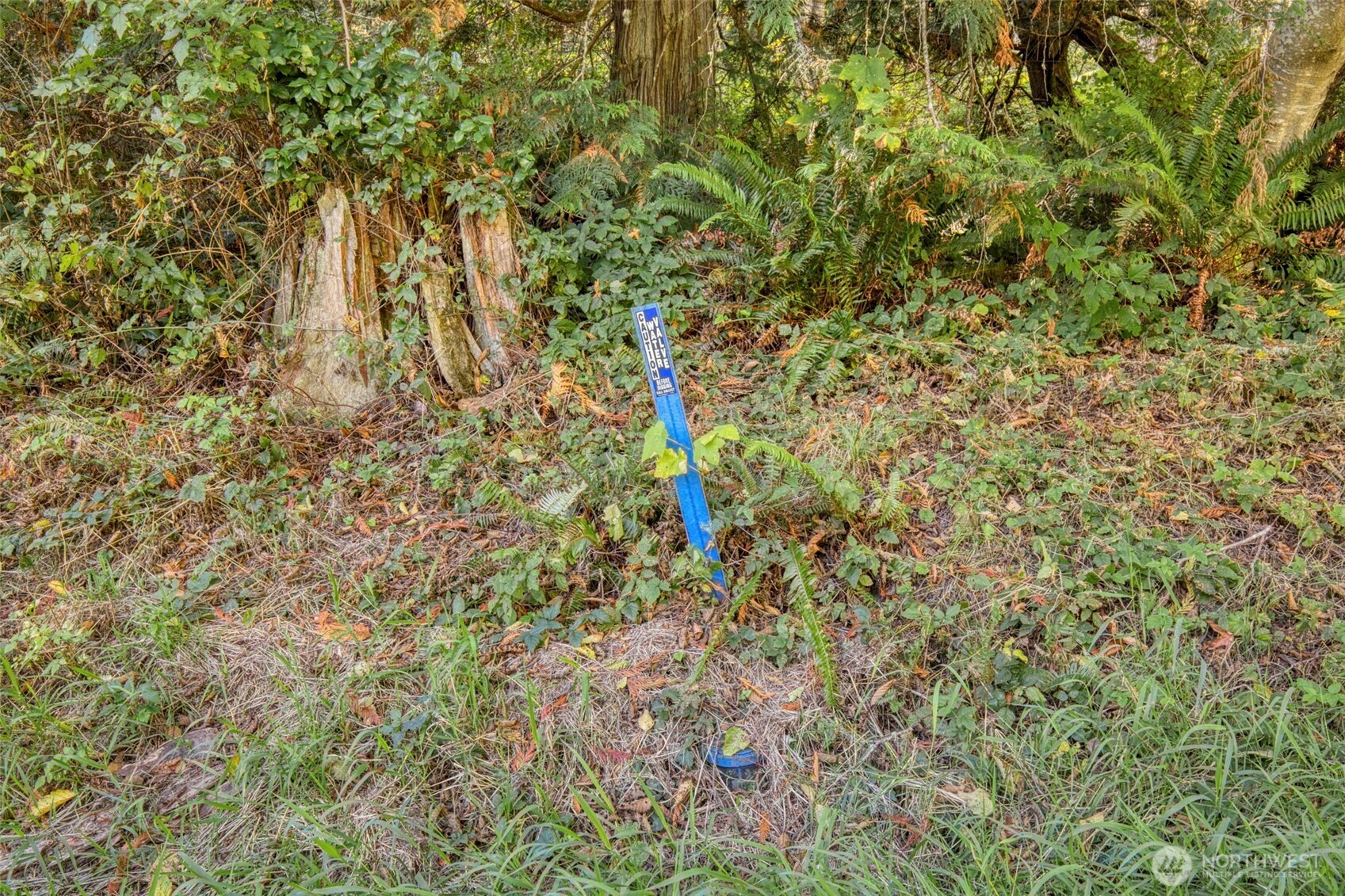 0 Skunk Bay Road Northeast Hansville, WA 98340 - Photo 8 of 19 a close up of a tree