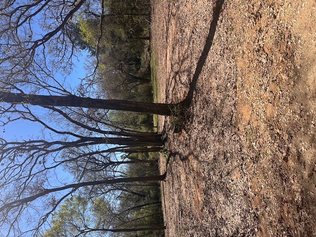 a view of a tree with a yard