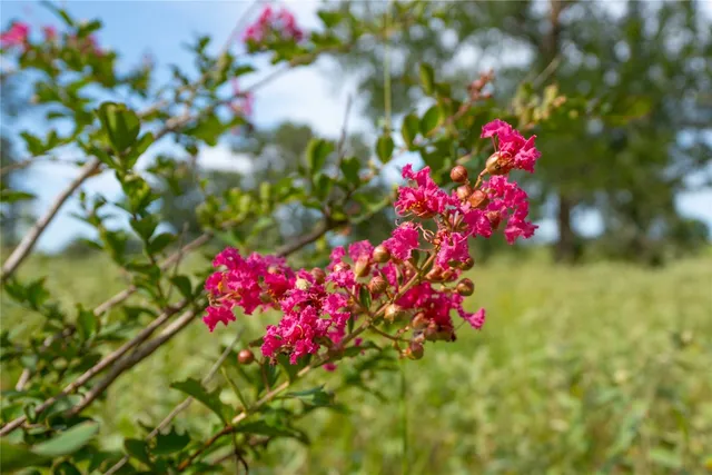 a view of a tree with lots of bushes