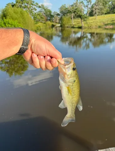 a picture of a lake view
