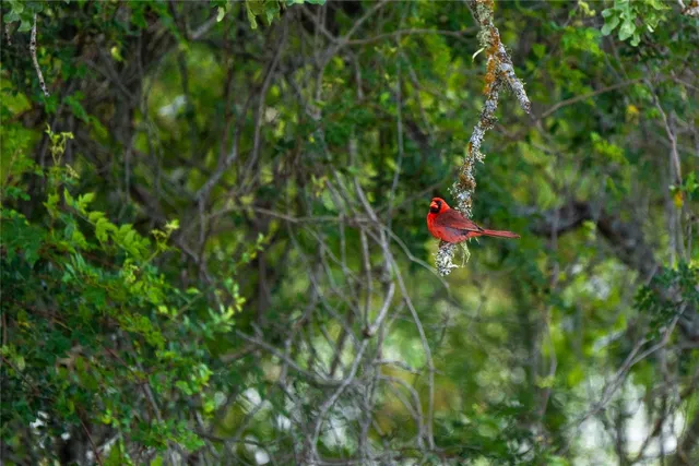 a view of a backyard of a house