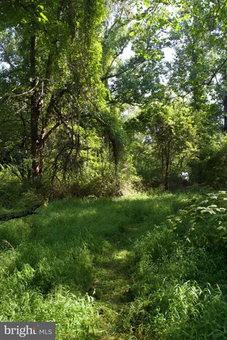 a view of a lush green space