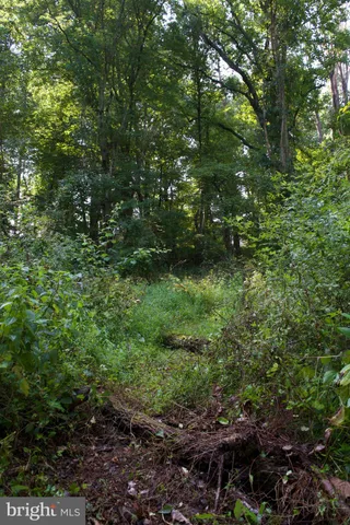 a view of a lush green forest