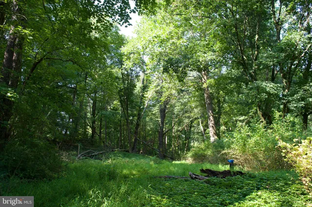 a view of a lush green forest