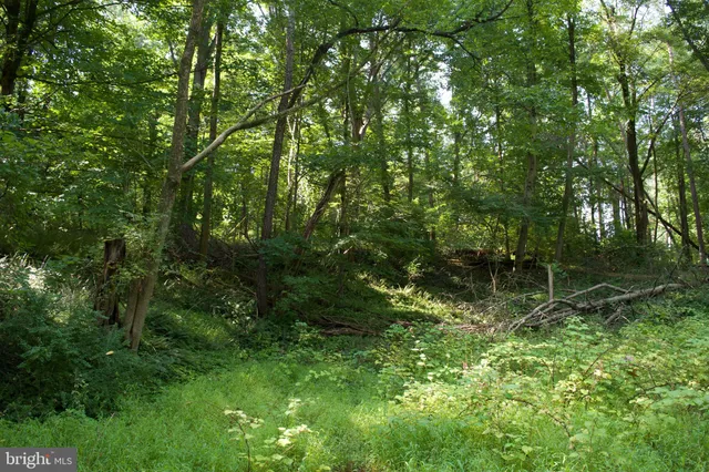 a backyard of a house with lots of green space and trees all around