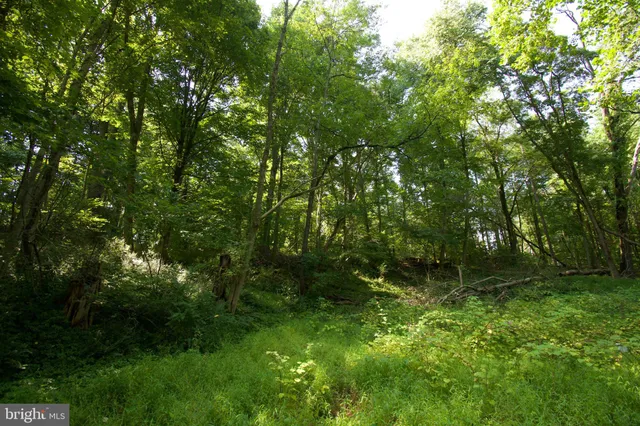 a big yard with lots of green space and trees all around