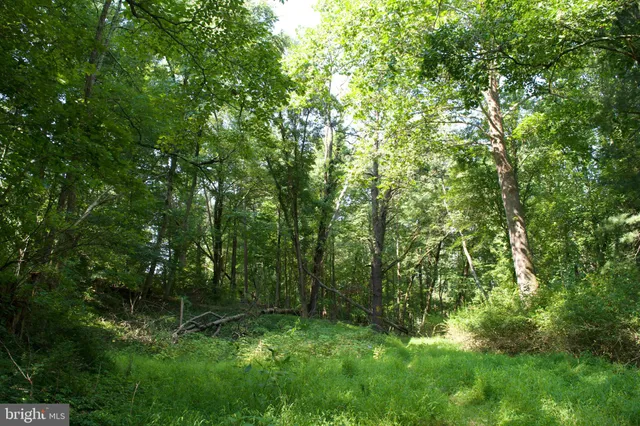 a view of lush green forest with lots of trees