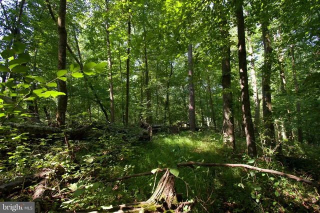 a view of outdoor space and trees all around