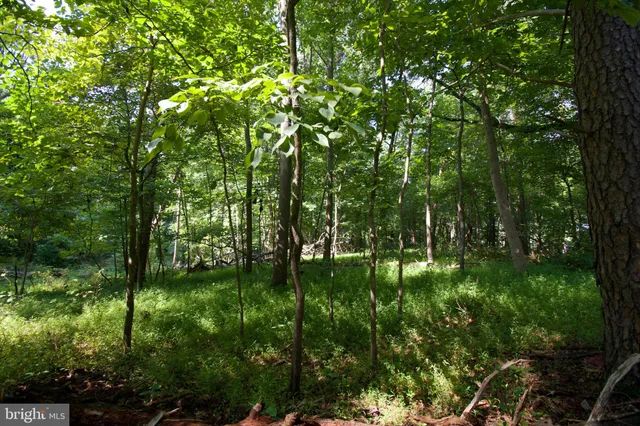 a view of a tree with a yard