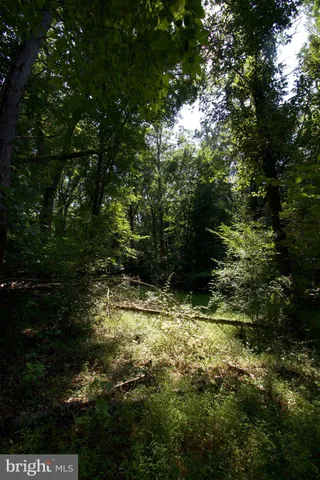 a view of a lush green forest