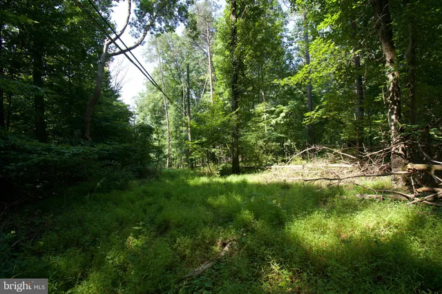 a view of a lush green forest