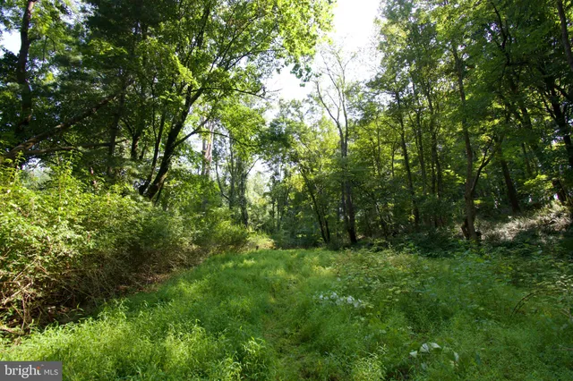 a view of a lush green space