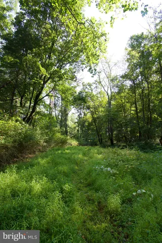 a view of lush green forest