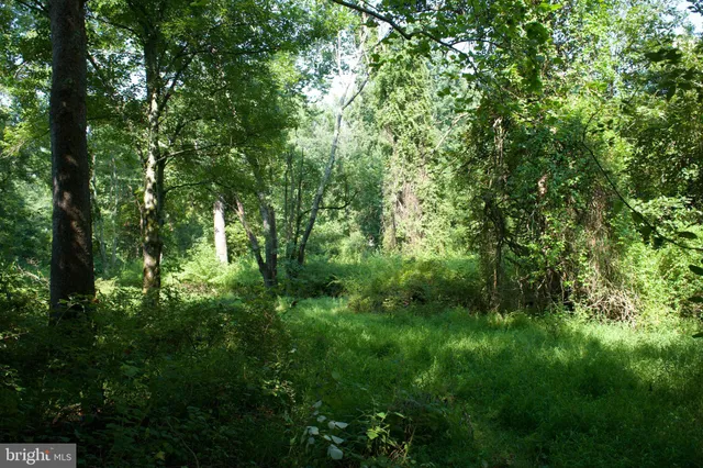 a view of a lush green forest