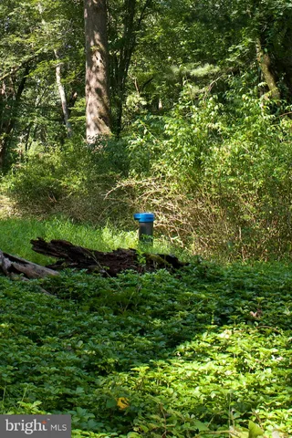 a lush green forest with lots of trees