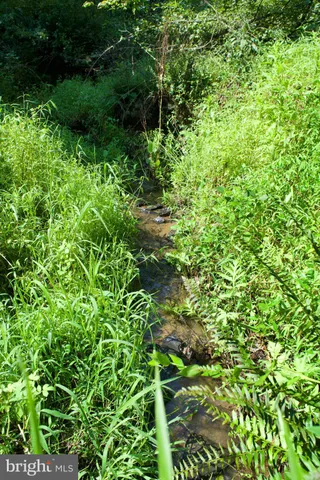 a view of a lush green forest