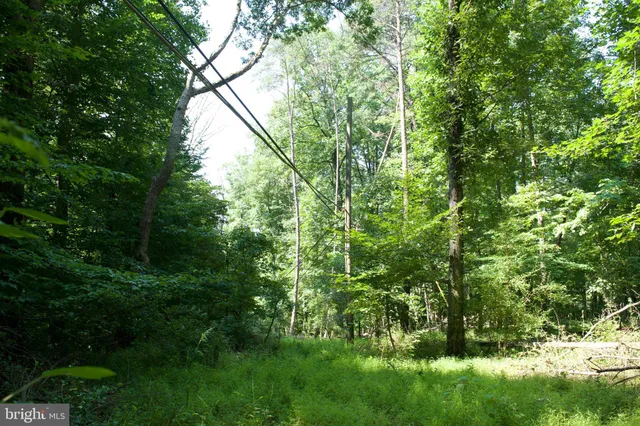 a view of a lush green forest