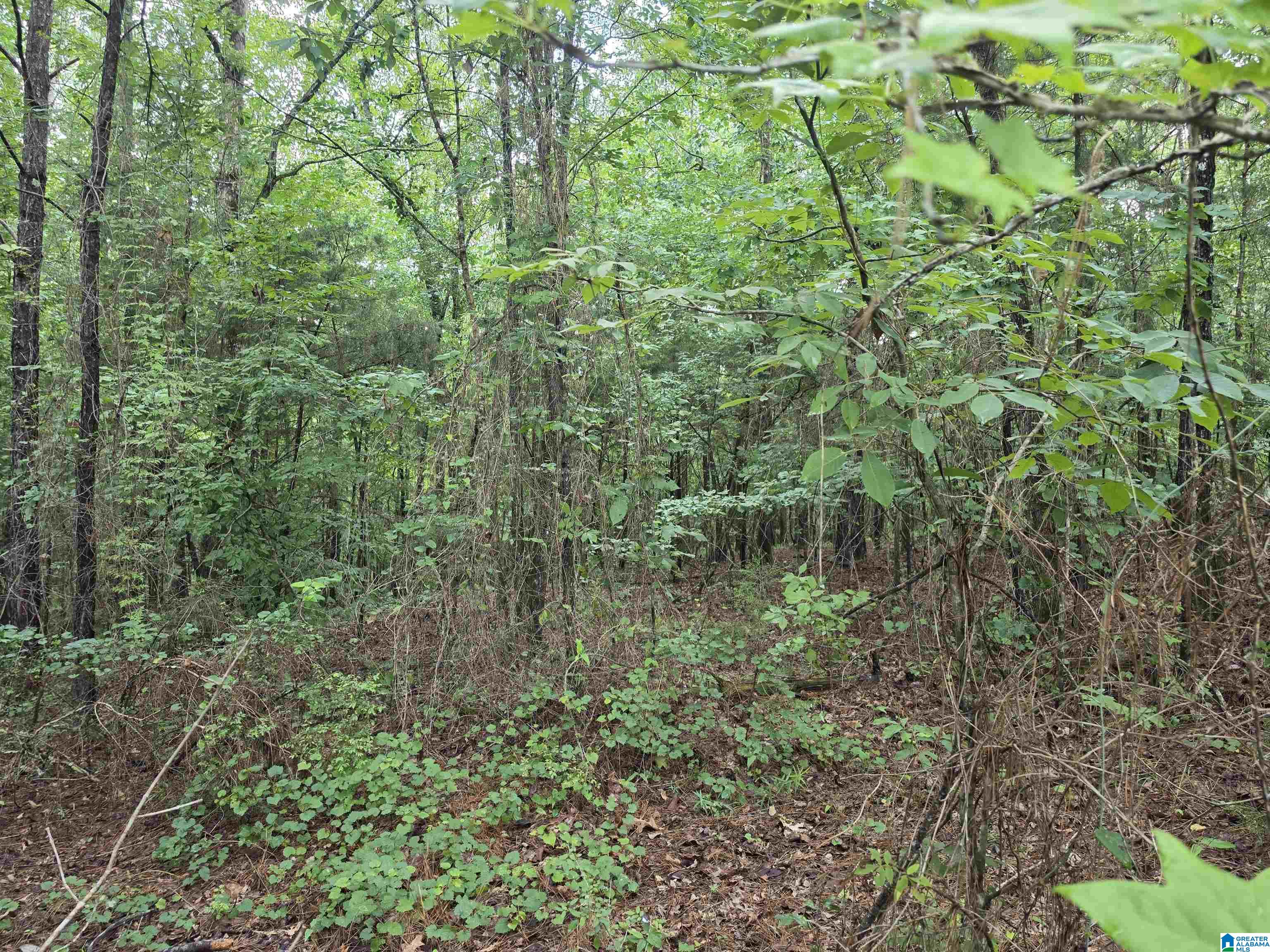 Hickory Hill Road, Unit 3 Centreville, AL 35042 - Photo 3 of 5